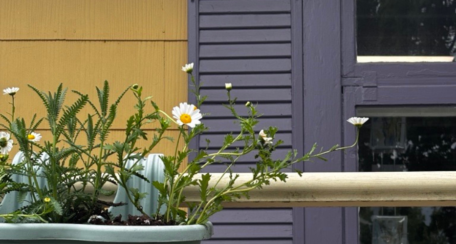 La tournée des amis – sur la route avec Amour d’été
