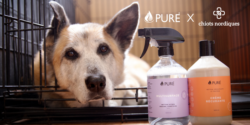 Une collaboration qui a du chien : Pure X Chiots Nordiques